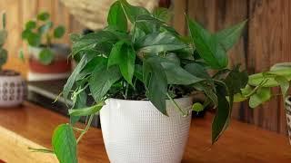 Plant Hunter Stories - Baltic Blue Pothos | Costa Farms Trending Tropicals®