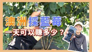 澳洲採藍莓，一天可以賺多少？【小馬說】農場生活｜工作介紹｜薪資收入2023