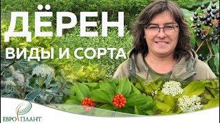 Растения минимального ухода. Дерен - обзор видов и сортов.