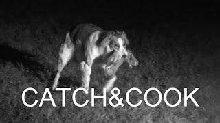 LAMPING RABBITS WITH LURCHER catch and cook