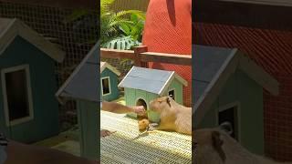 Capybara feeding at Puppy Farm Da Lat Vietnam #fypシ゚viral #fyp #shorts #youtubeshorts #youtube