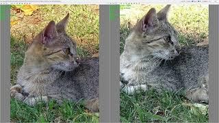 Samsung S21 ultra vs S24 ultra camera