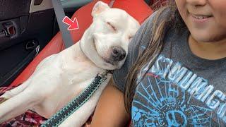 The Funniest Dog Videos On The Internet  NEW Funny Dog Videos