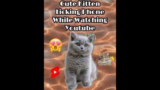 Cute Kitten. Cute Kitten lick the phone while watch herself on youtube. #cutecat, #meow, #kittens