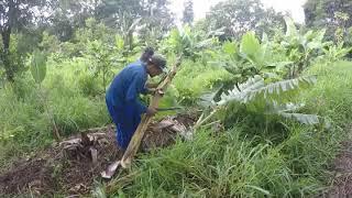 Grass System | FOOD FOREST | ALLEY CROPING | AGROFORESTRY PRACTICES