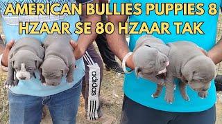 AMERICAN BULLIES PUPPIES | BREEDERS WITH CONTACT NUMBERS #americanbully