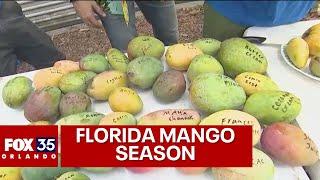 Reid Farm preparing for peak mango season