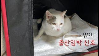 고양이 출산 임박 증상들