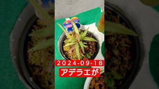 アデラエの花が咲いた!　#食虫植物 #モウセンゴケ #アデラエ #開花