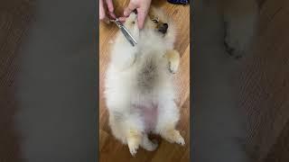 누렁씨 가위컷 asmr️ #dogshorts#강아지쇼츠#강아지미용#dogvideos#pomeranian#포메라니안#puppy#강아지일상#강아지브이로그#강아지셀프미용#shorts