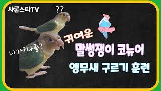 코뉴어앵무새훈련시키기