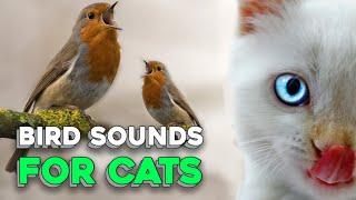 Bird Sounds for Cats