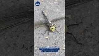 Why Dragonflies Are Disappearing — and How We Can Stop It