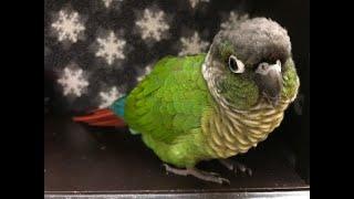 What is it like to live with a Green Cheek - Guide to Green Cheek Conure Behavior