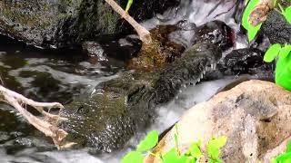 Mzima Springs, Tsavo west Nationa; park