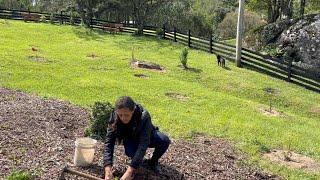 O JARDIM DO SÍTIO VAI FICAR LINDO COM TANTA PLANTA NOVA