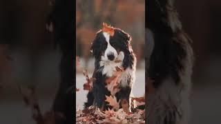 Irresistible Joy! Watch Funny Dogs Dive Into Leaf Piles #funnydogs