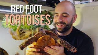 NoStress Mini-Series | Red Foot Tortoise Edition 