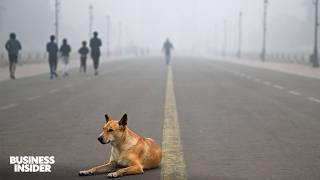 What Cities In India And Pakistan Look Like After Toxic Smog Spreads | Insider News