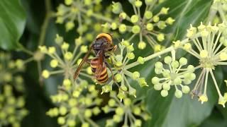 Vespa analis on Japanese Ivy Flowers コガタスズメバチがキヅタの花で吸蜜
