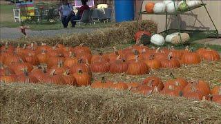 Shelby Hays' Top 5 pumpkin patches in Oklahoma