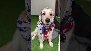 How to dress to attract #timo #dog #goldenretriever #viral #trending #reels #shorts #short