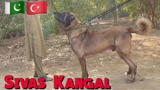 Turkish Kangal SHERU