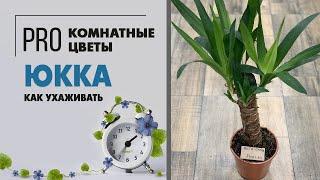 Юкка - домашняя пальма | неприхотливые тропики