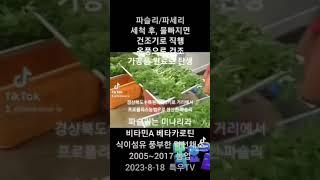 프로폴리스농법 파슬리재배, 파슬리건조, 파슬리분말 #특우농원 #포스푸드케어 #프로폴리스