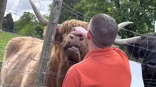 The Hairy Coo, Scotland