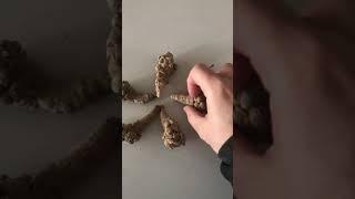 삼칠,삼칠근 효능 복용법 및 분말 사용법002