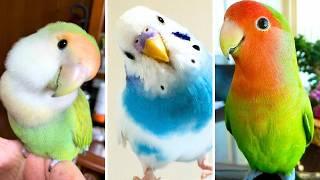 FUNNY AND CUTE PARROTS - TRY NOT TO LAUGH!!