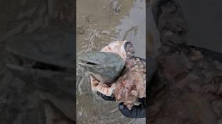 이건!? 보기힘들죠 #shorts  #해루질 #해루부부