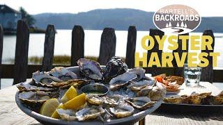 Oyster harvest is in full effect at Tomales Bay's Hog Island Oyster Company | Bartell's Backroads