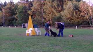 Schutzdienst Training mit dem jungen Hund