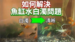 魚缸水混濁白白的不想換水怎麼辦？教你一招解決！