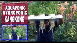 How to grow water spinach( kangkong) from seeds /steps how to grow kang Kong/Lon and chelle