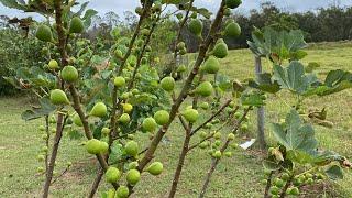 Strawberry Verte Fig Tree In Central Florida zone 9B 10/30/24