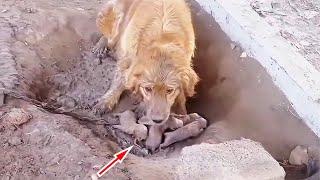 Puppies born in mud, the Chained mother dog begs passers-by to save them