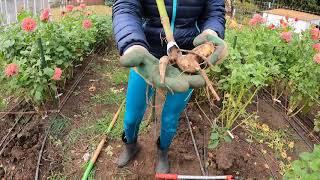 Prepare to remove your dahlia tubers for winter storage | Growing Dahlias | Overwintering Dahlias