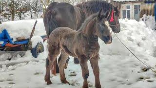 ФАРАОН, СИН БАРОНЕСИ ️ТА ГЕРМЕСА/PERCHERON HORSES