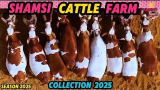 🩷SHAMSI CATTLE FARM COLLECTION 2025🩷 | SHAMSI CATTLE FARM SEASON 2025 | S 4 SIDDIQUE