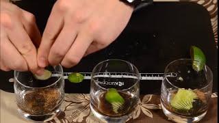 La Recette du Ti-Punch