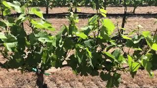 Winemaker Caleb Foster tours Conner Lee Vineyard with J  Bookwalter team May 2020