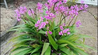 Lan Chu Đỉnh (Chu Đinh) nở hoa đẹp quanh năm - Spathoglottis purple orchid