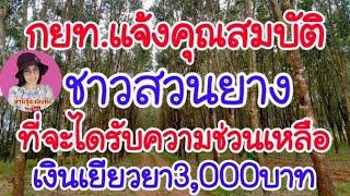 กยท.แจ้งคุณสมบัติชาวสวนยางที่จะได้รับเงินเยียวยา3,000บาท