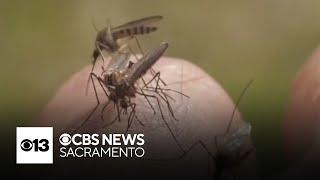 Yellow fever mosquitoes detected across Sacramento area