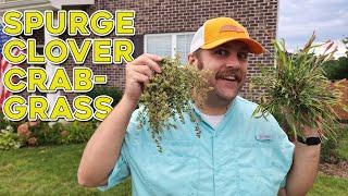 How to Kill Weeds Before Planting Grass Seed - It's About Timing!