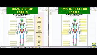 Skeletal - Interactive Google Slides Activities (by Tangstar Science)