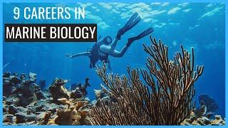 9 Careers in Marine Biology You Should Know About // Careers in Biology